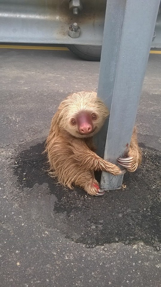 Historia del oso perezoso hace furor en medios internacionales