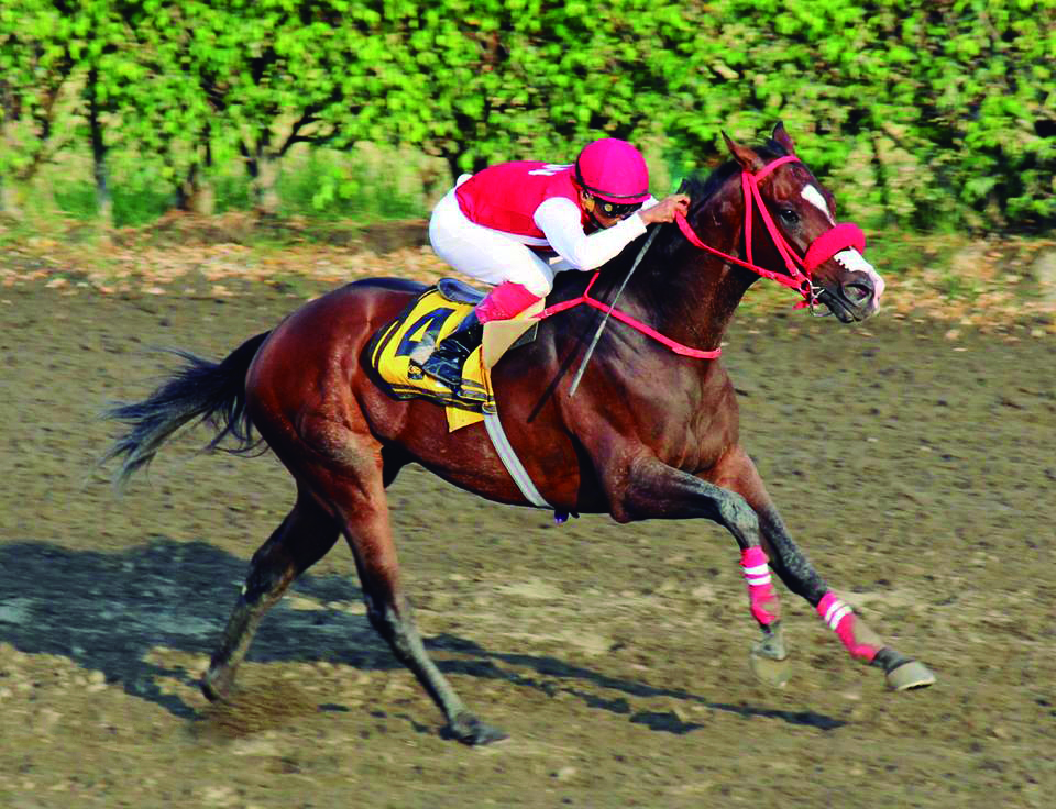 MIMO, EL CABALLO PREDILECTO DE LA HÍPICA NACIONAL