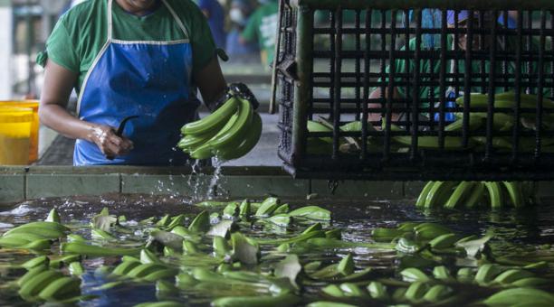Productores y exportadores pugnan por el precio de la caja de banano