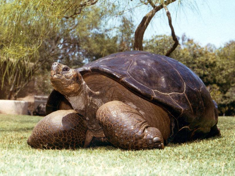 Murió tortuga Galápagos de 150 años en San Diego