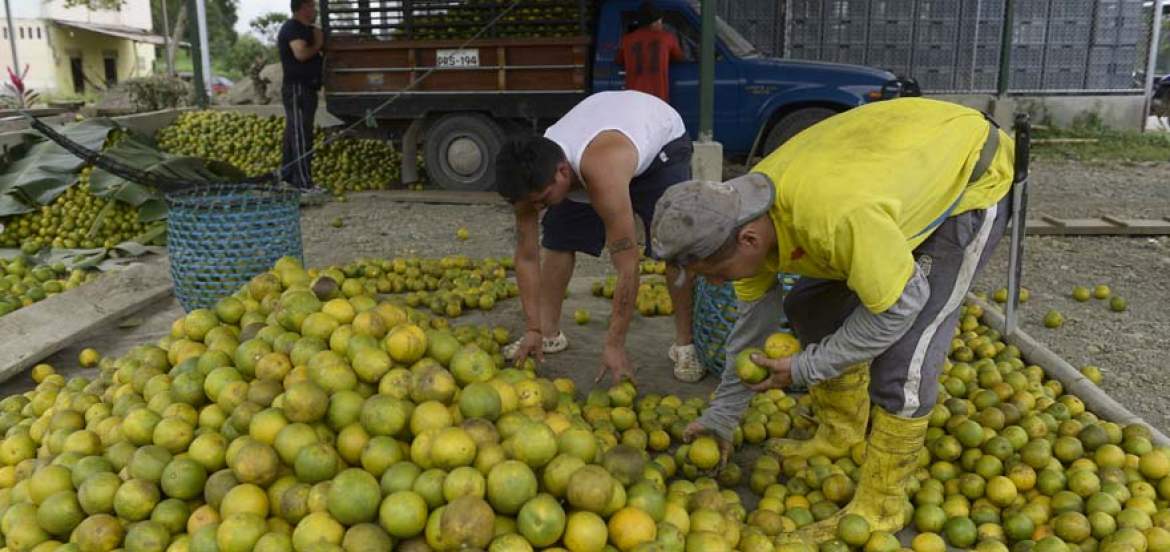 La sobreproducción de naranja provoca que el precio de la fruta en finca se desplome
