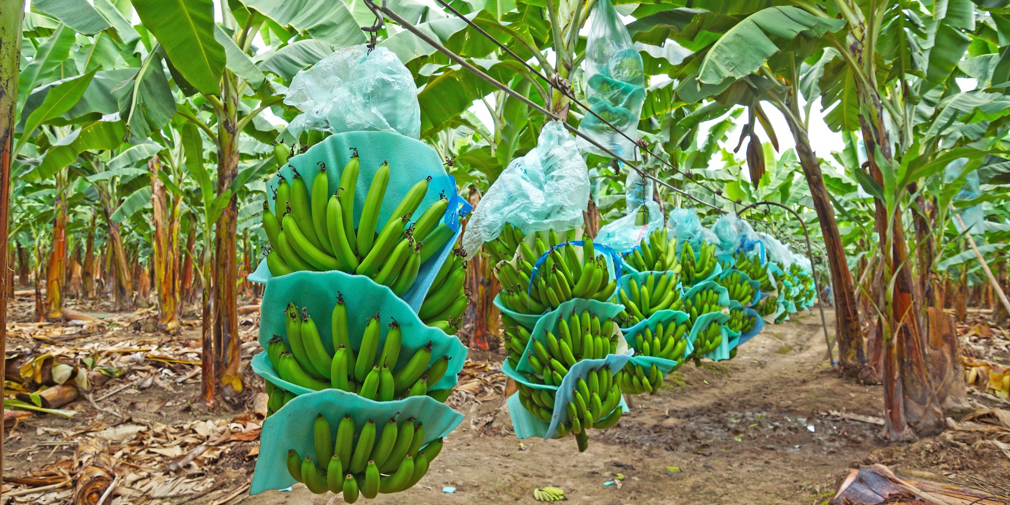 Asociación de Exportadores de Banano del Ecuador rechaza ajuste de tasa en Puerto Bolívar