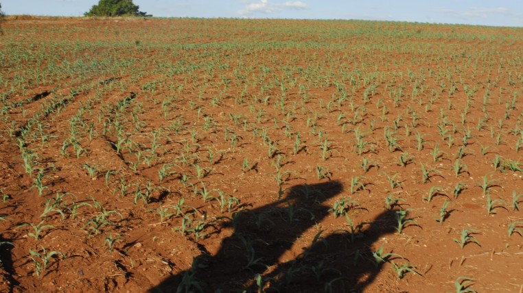 Transgénicos: bajo la sombra de las dudas