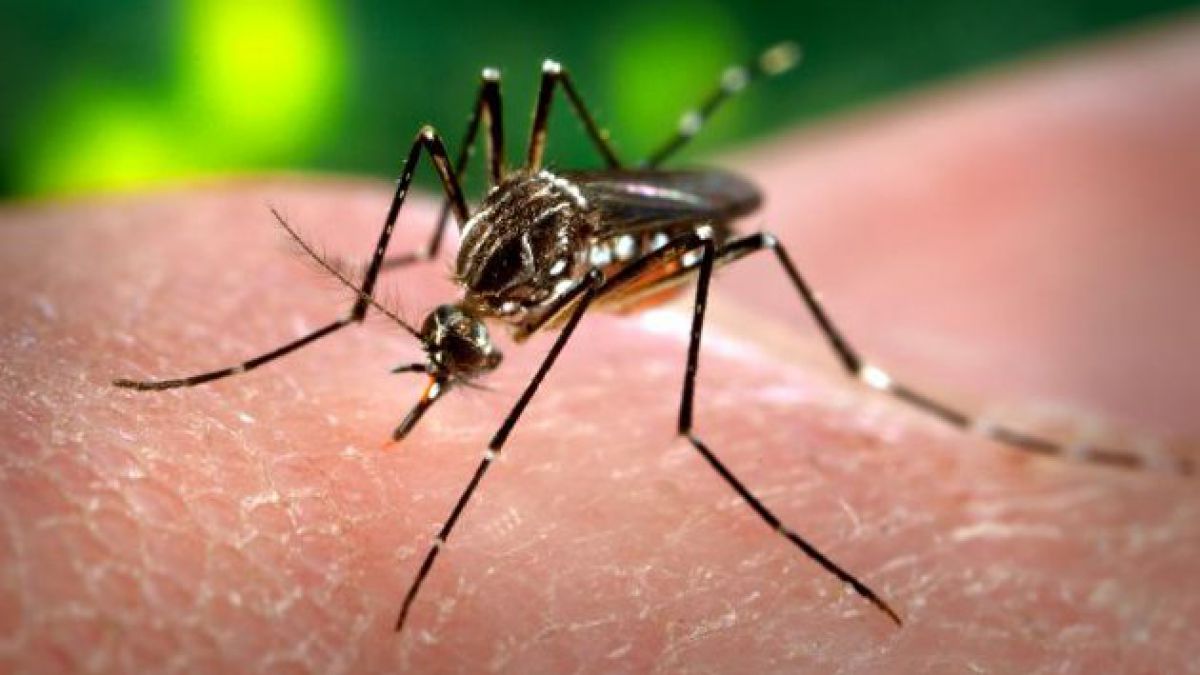 Qué es el virus zika, la enfermedad recién detectada en América Latina