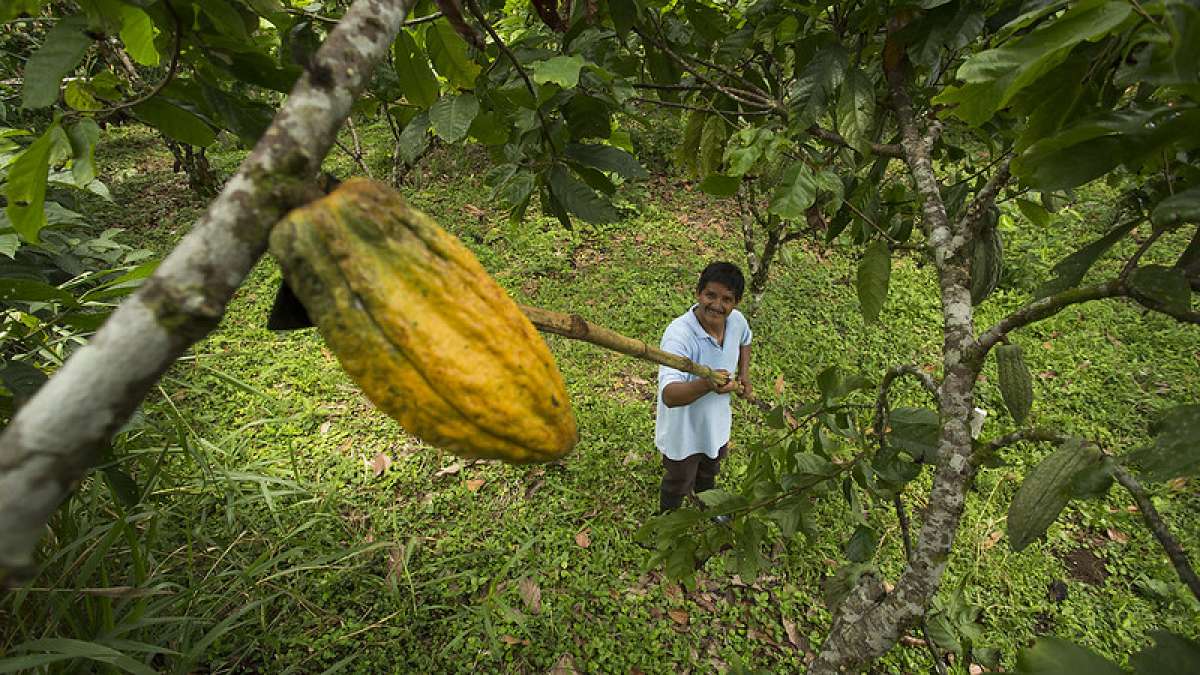 revista-la-verdad-ecuador-el-precio-del-cacao-supera-por-primera-vez-los-usd-9-000-la-tonelada-metrica