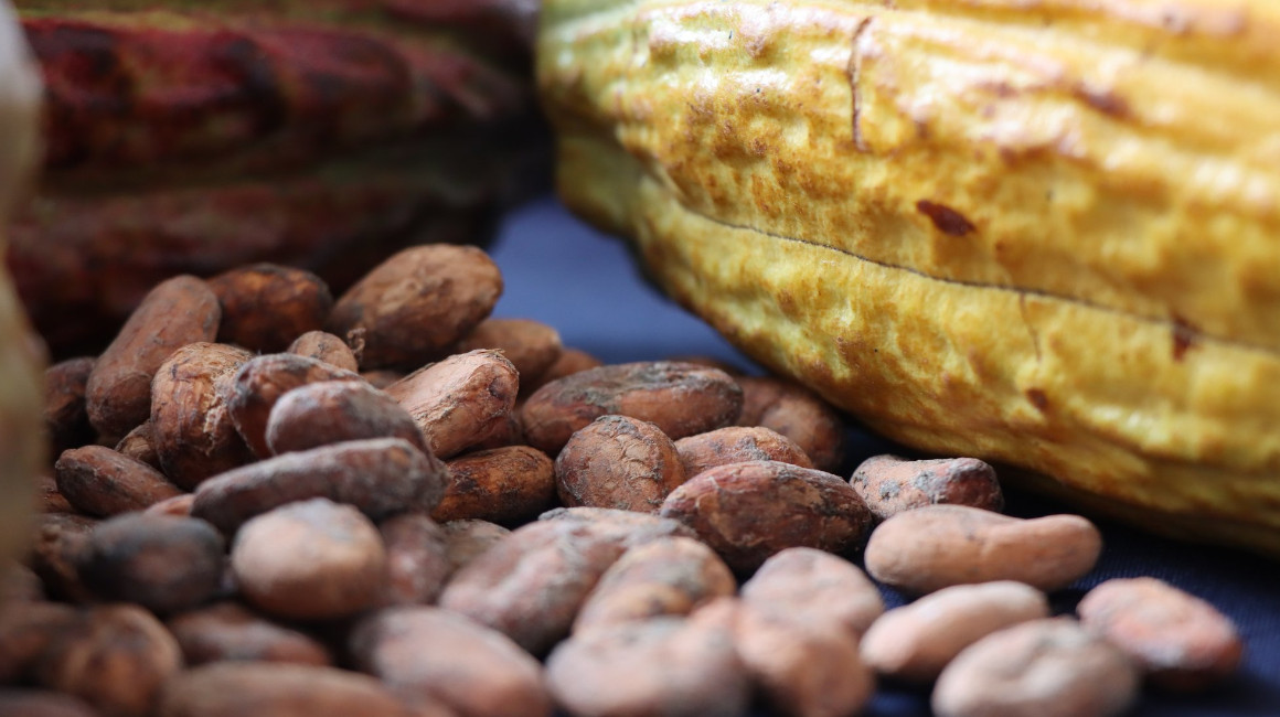 revista-la-verdad-ecuador-la-tonelada-de-cacao-se-acerca-a-los-usd-12-000-y-sus-exportaciones-ya-superan-a-las-del-atun
