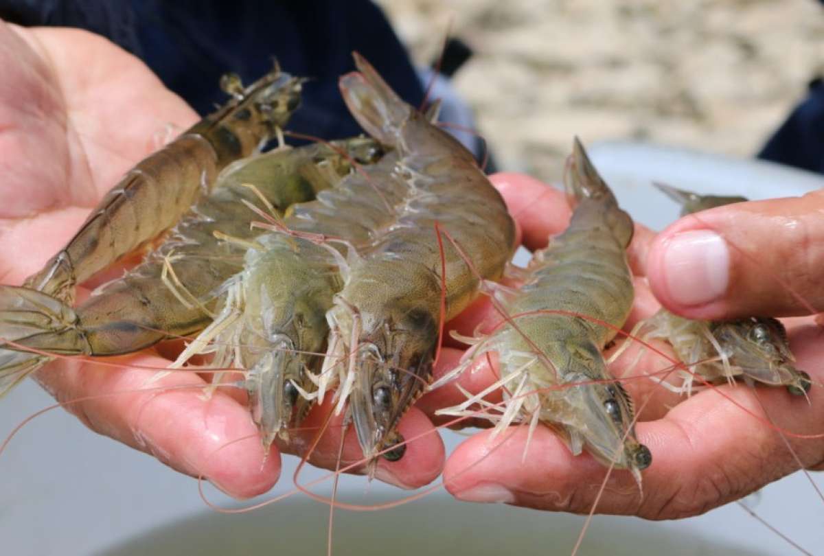 revista-la-verdad-ecuador-china-levanto-suspension-para-la-exportacion-de-camaron-ecuatoriano